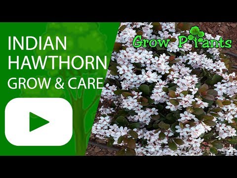 Indian hawthorn - grow, care & eat (Rhaphiolepis indica)