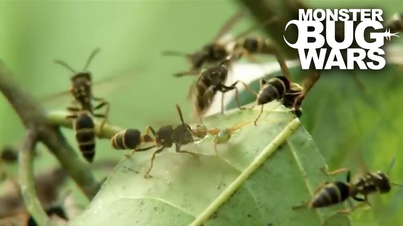 Green Ants Vs Paper Wasps | MONSTER BUG WARS