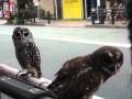 Two More Little Owls