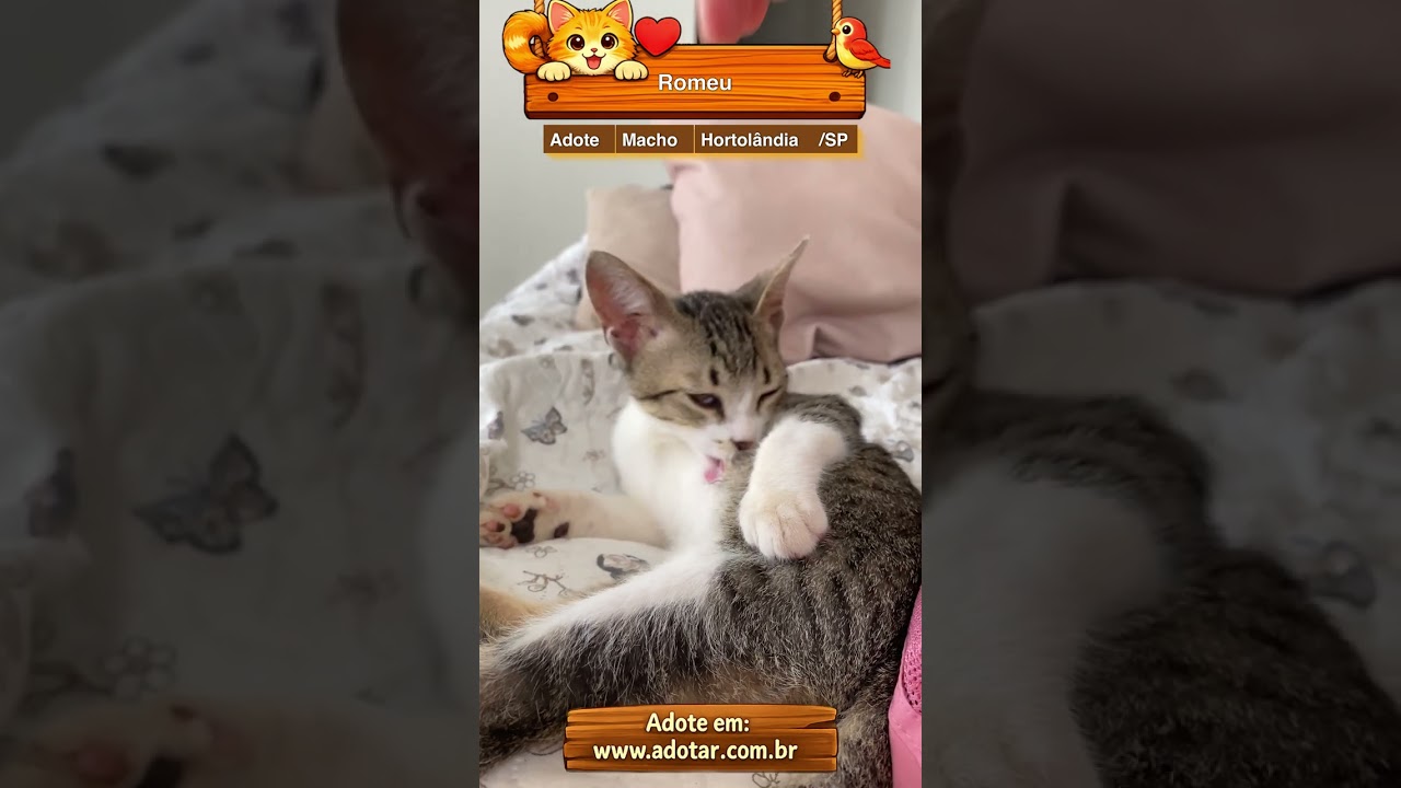 Gato raça SRD-ViraLata idade 2 a 6 meses nome Romeu