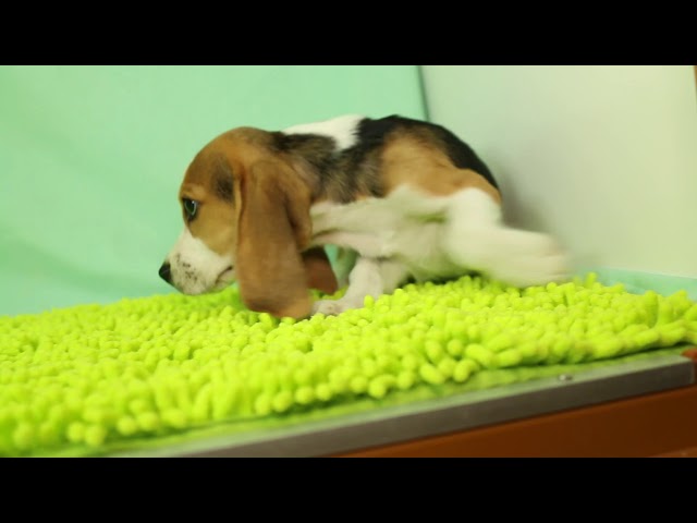 ブリーダー/ショップマロニエケンネル MARRONNIER KENNELのビーグルで番号が2533です