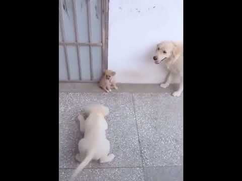funniest animal videos of 2022 - funny golden retriever dogs and cutest golden puppies  V.18479 #fu