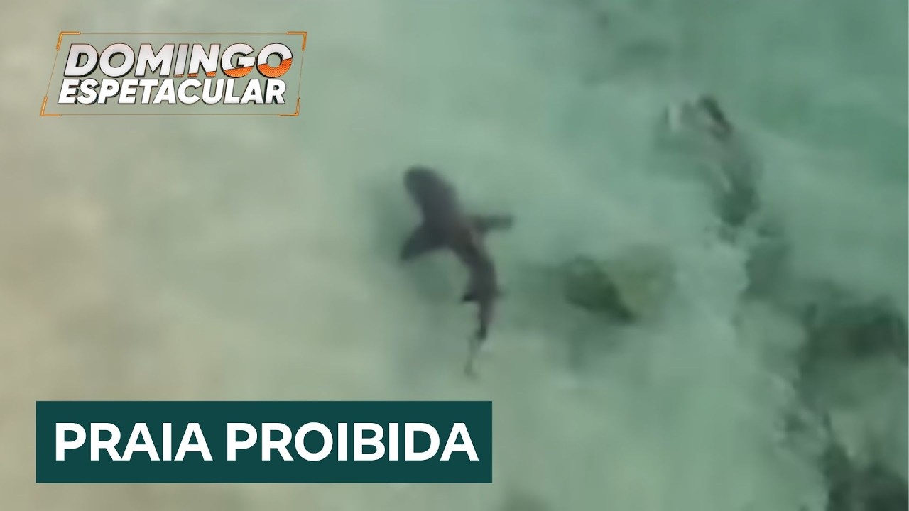 Conheça a praia brasileira dos tubarões, onde o turismo é proibido