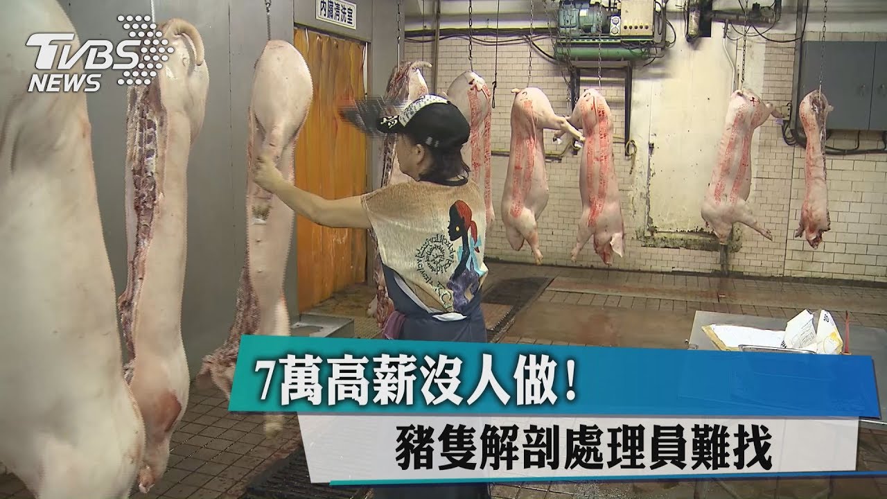 7萬高薪沒人做! 豬隻解剖處理員難找