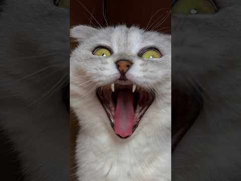 Sonya 🙀🙀🙀 #cat #cats #funny