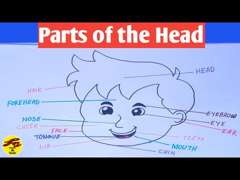 Learning Parts of the Head for Kids !! Parts of the Face Vocabulary !! Fa Kids & Education !!