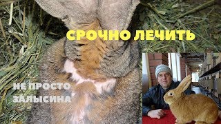 Залысины у кролика. Микроспория, Трихофития. Лечение и профилактика