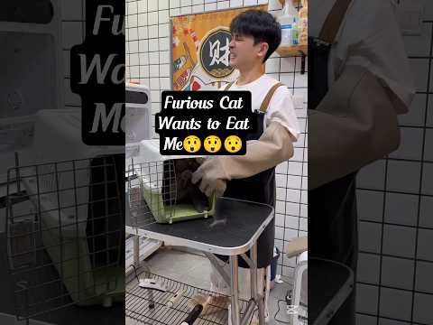 This Cat is Furious 🔥😺#shorts #funny #angrycat