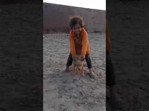 Dog friends #munir #love #music #funny #comedy #munirka #saraiki #munirgillofficial #munirbunery