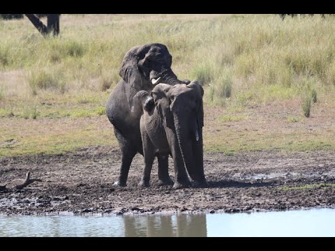 Opportunistic Mating Young Elephant Bull