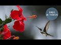 Free Stock Footage 4k Birds Videos ️ Royalty Free Free Stock
