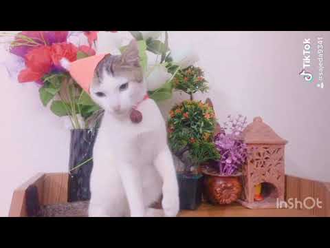 Marry Christmas 🎄 🎅🏻⛄️❄️