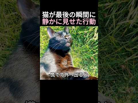 猫が最後の瞬間に静かに見せた行動
