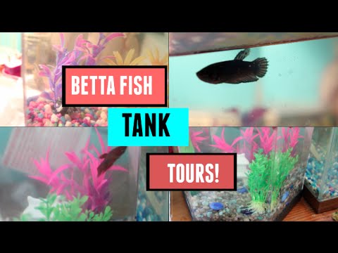 Betta Fish Tank Tours!