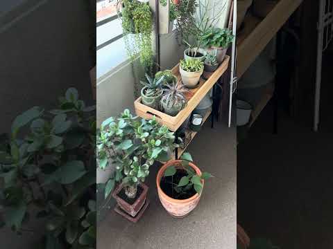 どのベランダの植物を選ぶべきですか？実践的なアドバイスと素晴らしいアイデア  庭園