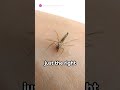 Mosquito Tornado Pune S Buzzing Nightlife