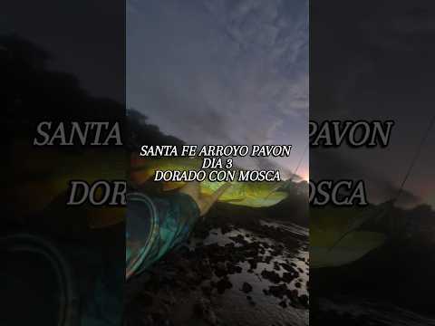 SANTA FE ARROYO PAVON DIA 3 DORADOS CON MOSCA #GoldenDorado #SpinningConMosca #PescaConMosca