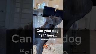 Does your dog only listen indoors? Here’s how to fix it!