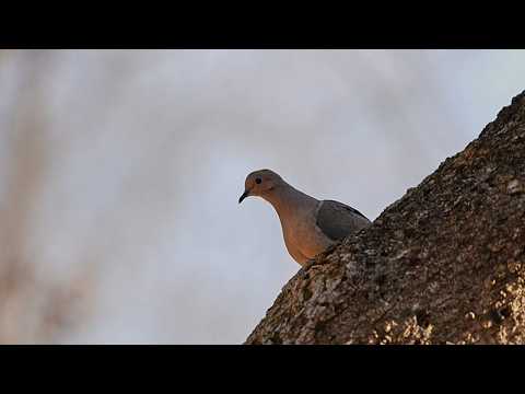 Video Thumbnail: Nairobi man shares home with rescued birds