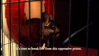 Freedom Music Video