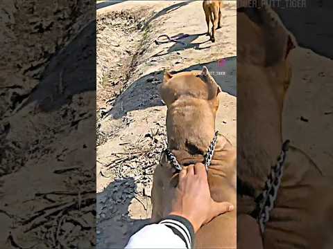 Rock🔥 #pitbullfemale #desi #pitbulllock #lowpricepitbull #deepesh #pitbull #pitbullpuppy #ritik #dog