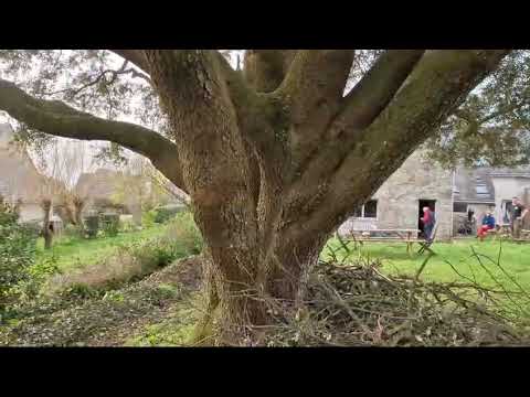 Taille d'éclaircie chêne vert Guérande abattage élagage vert d'horizon