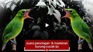 Download lagu MATERI VIRAL CUCAK IJO | suara pancingan dan kasteran mp3 Download lagu MATERI VIRAL CUCAK IJO | suara pancingan dan kasteran mp3