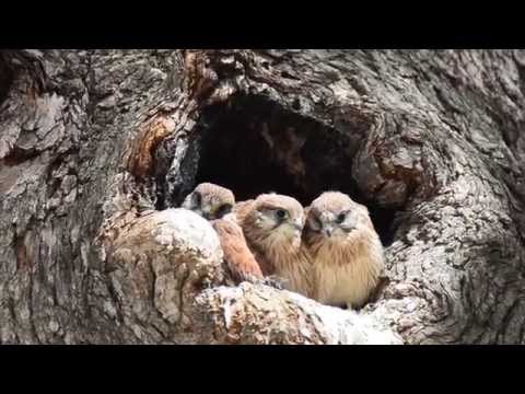 Kestrel Chicks