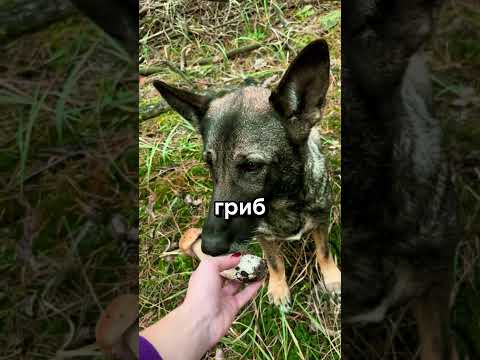 Помогла хозяйке найти в лесу