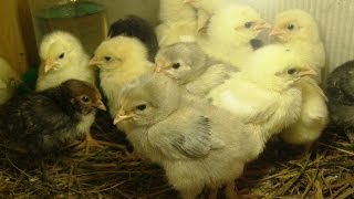 Уход за цыплятами бройлера, рацион - Видео онлайн