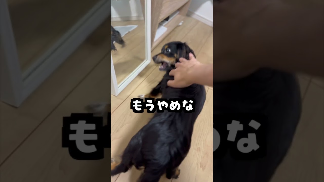 鏡に映る自分を他の犬だと勘違いする犬が辛すぎたwww