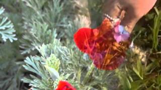 Robert Goulet  -  What Are You Doing The Rest Of Your Life - Columbia LP Record cs 1051