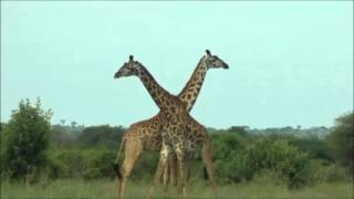 MaleGiraffesFighting