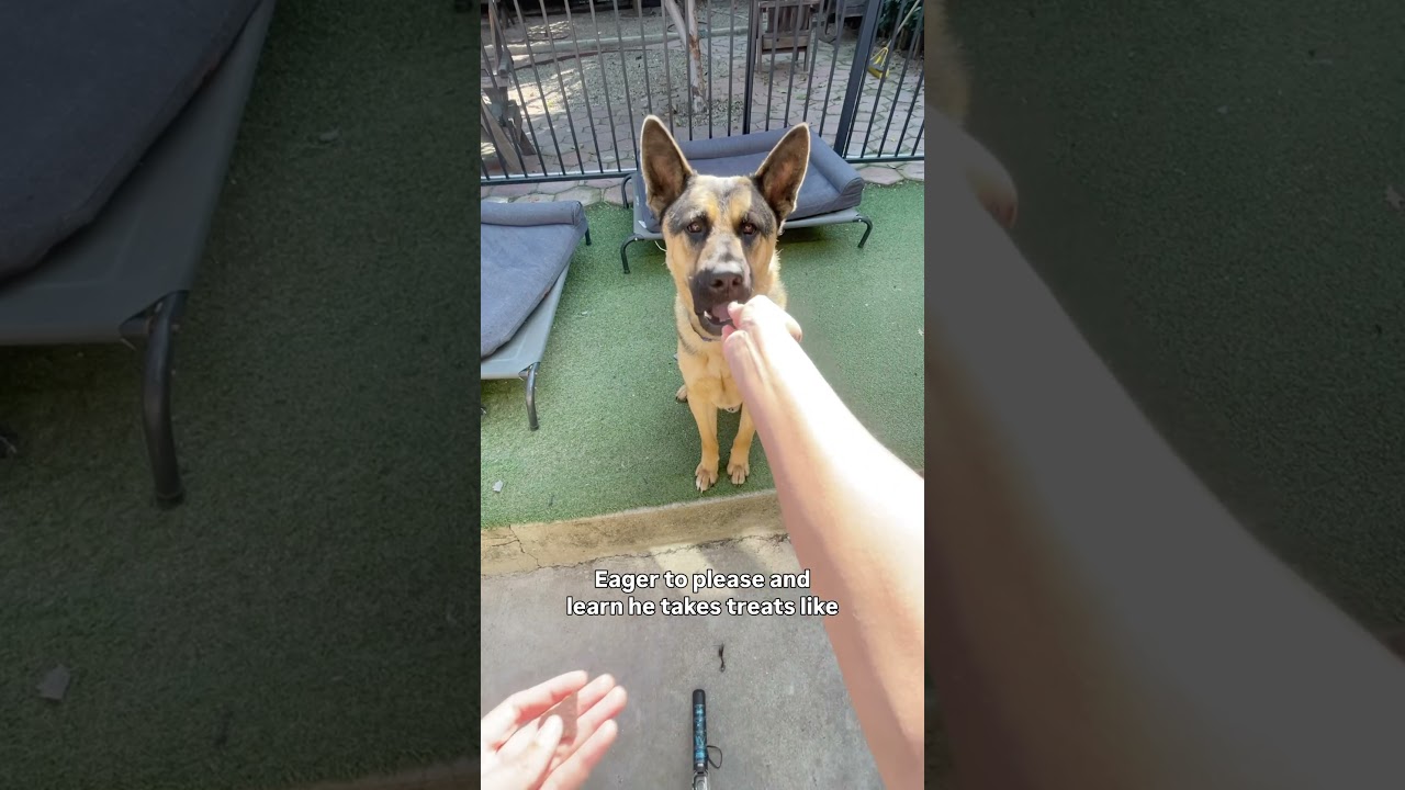 Mango , an adopted mixed breed in Los Angeles, CA video 2/6