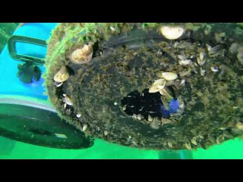 Plongée lac de Neuchâtel, le 11.02.2023