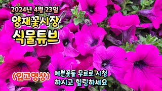 [양재꽃시장 식물튜브] 여기가 식물 맛집입니다~ 영상으로나마 시청 하시면서 눈호강과 힐링타임 갖으세요~  #…