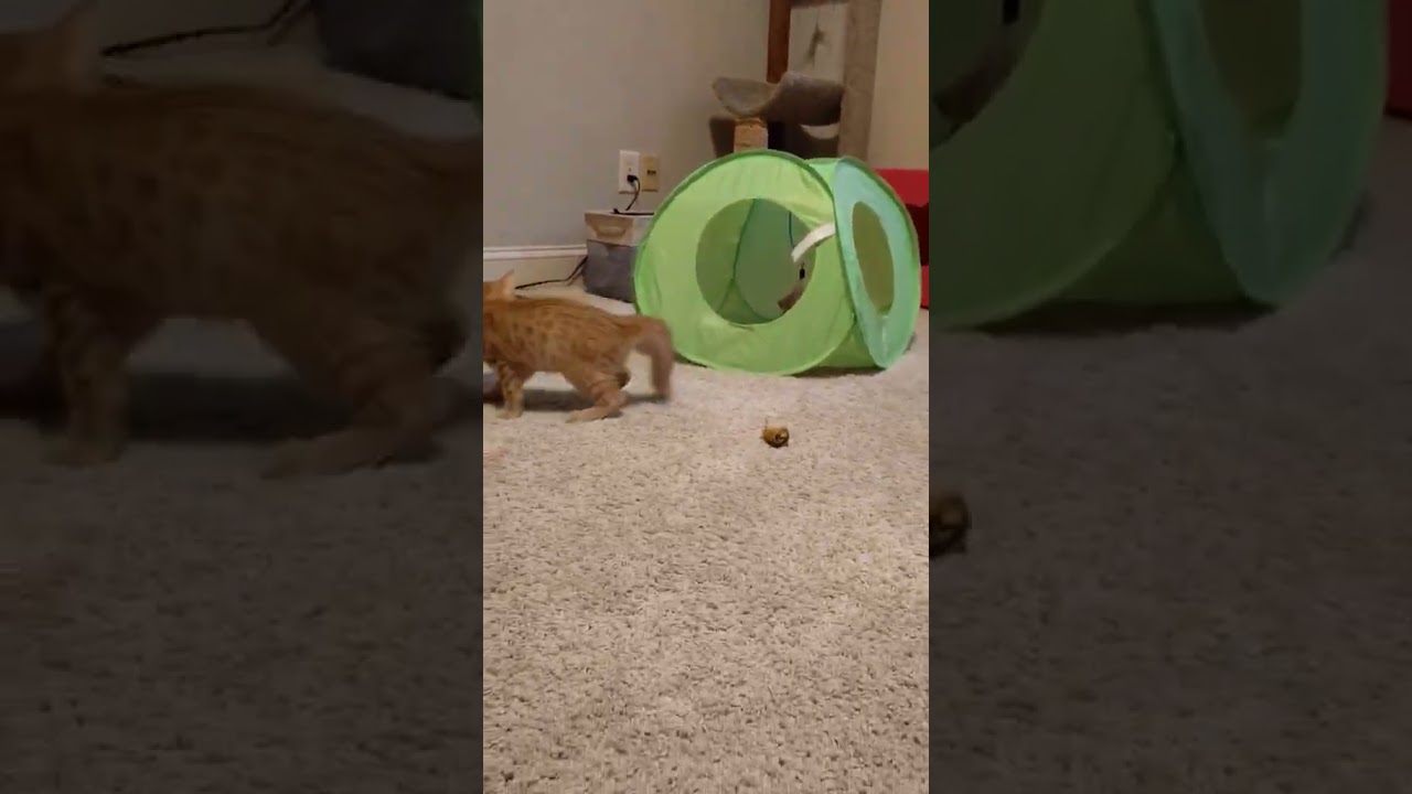 Enlarge Em (video included), a Adoptable mixed breed in Lawrenceville, GA video 4/4