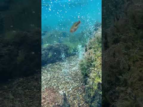 Lagoa Santa GO mergulhando em um verdadeiro paraíso um dos lugares mais bonito que já conhece