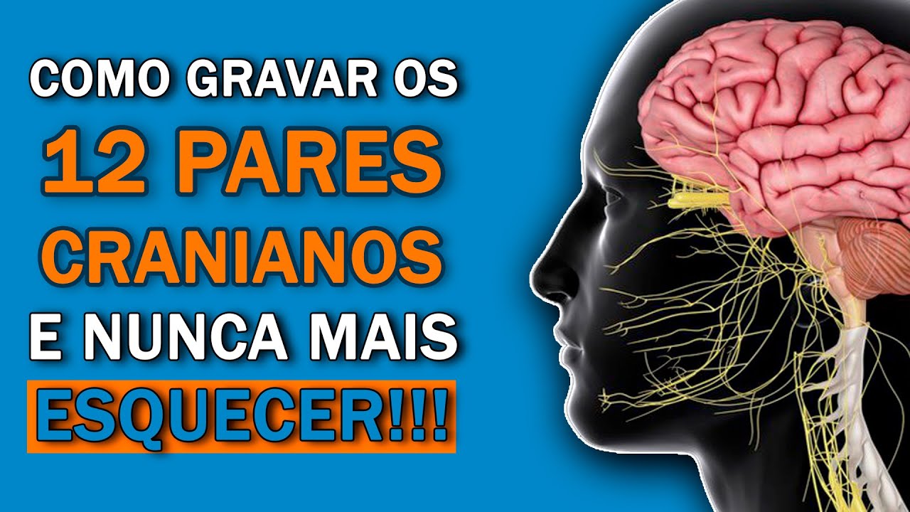 Memorize DEFINITIVAMENTE o nome dos DOZE PARES DE NERVOS CRANIANOS