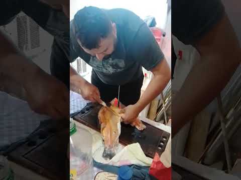 preparando sábalo podrido