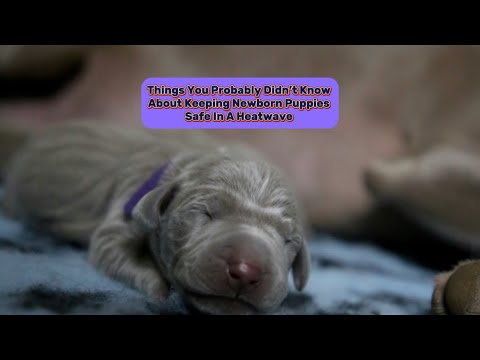 Things You Probably Didn’t Know About Newborn Puppies and Heatwaves - Preventing Puppy Overheating