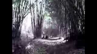 preview picture of video 'vespa torobos hutan bambu gunung manglayang'