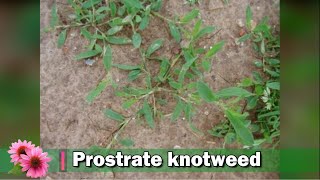 Prostrate knotweed, Polygonum aviculare