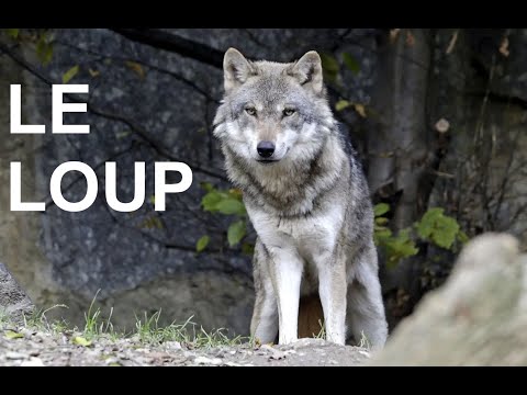 Le loup (documentaire)