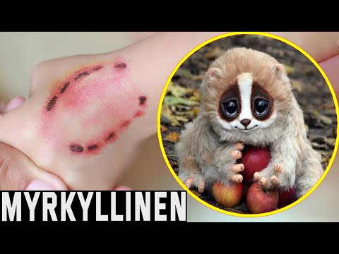 5 Söpöä Eläintä Jotka Ovat Erittäin Vaarallisia!