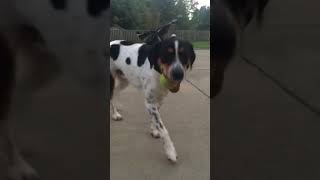 Video preview image #1 Australian Mountain Dog Puppy For Sale in FISHERVILLE, TN, USA