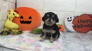 ハーフ犬の動画01