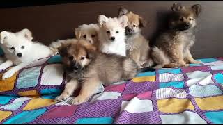 Spitz Puppies Videos