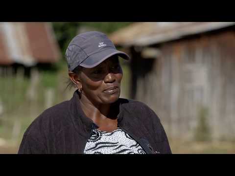Shamba Shape Up Sn 9 - Ep 6: Carrots, Cabbages, Peas and Dairy Cows (English)