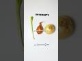 Onion vs. Shallot vs. Scallion | What’s the Difference? #cooking #food